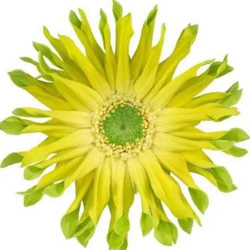 Gerbera hell gelb/grün Pastini Pistacchio Bund