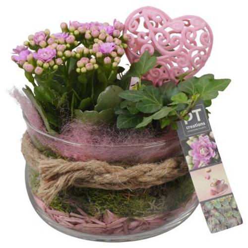 Kal.Arr PTVMG4902 T16 H021