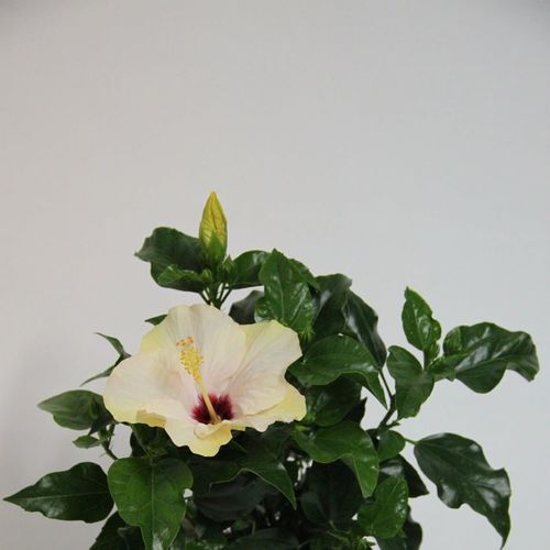 Hibiskus weiss T13 H035