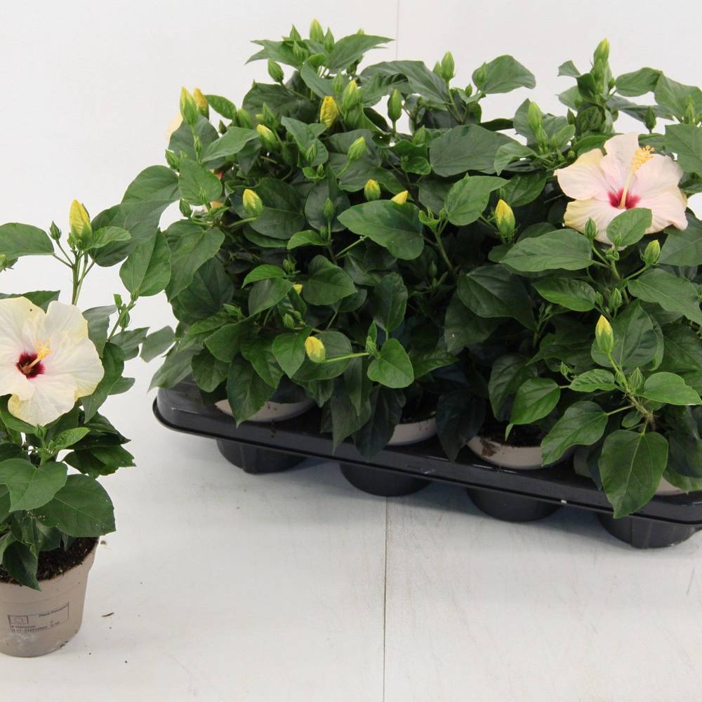 Hibiskus weiss T13 H035