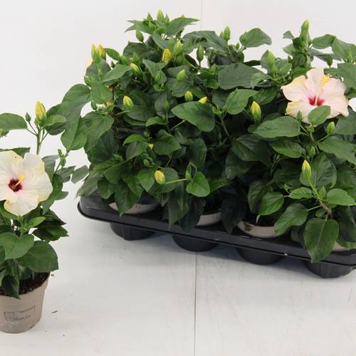 Hibiskus weiss T13 H035