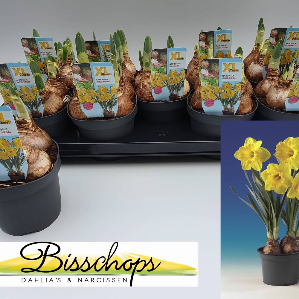 Narzisse 4er Gold Medal Schnap. T13 H023