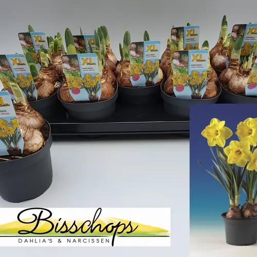 Narzisse 4er Gold Medal Schnap. T13 H023