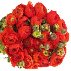 Ranunkel orange dunkel Bulbilli 40cm