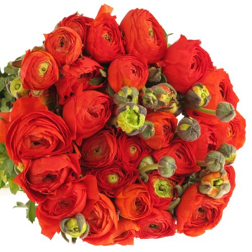 Ranunkel orange dunkel Bulbilli 40cm