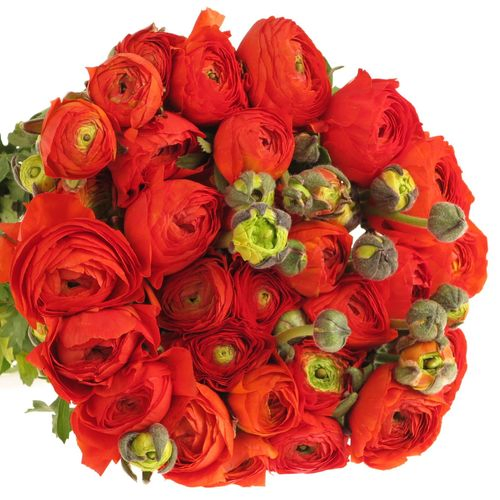Ranunkel orange dunkel Bulbilli 40cm