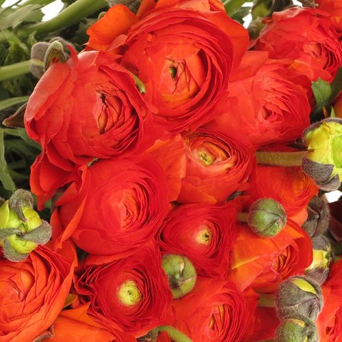 Ranunkel orange dunkel Bulbilli 40cm