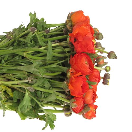 Ranunkel orange dunkel Bulbilli 40cm