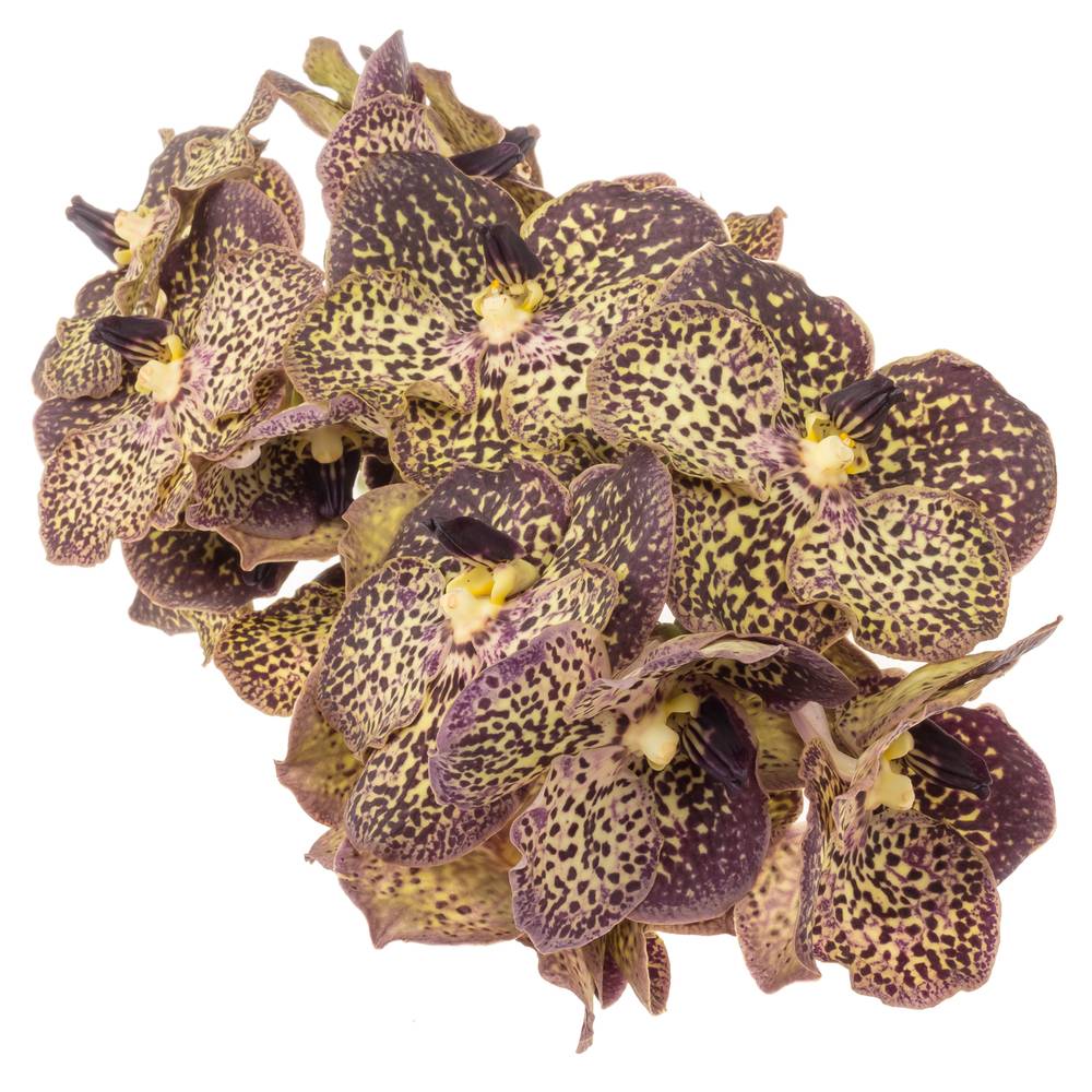 Vanda lila/creme Ocelot Mocha X16 Stiele