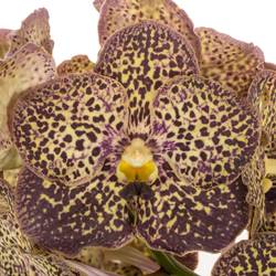 Vanda lila/creme Ocelot Mocha X16 Stiele