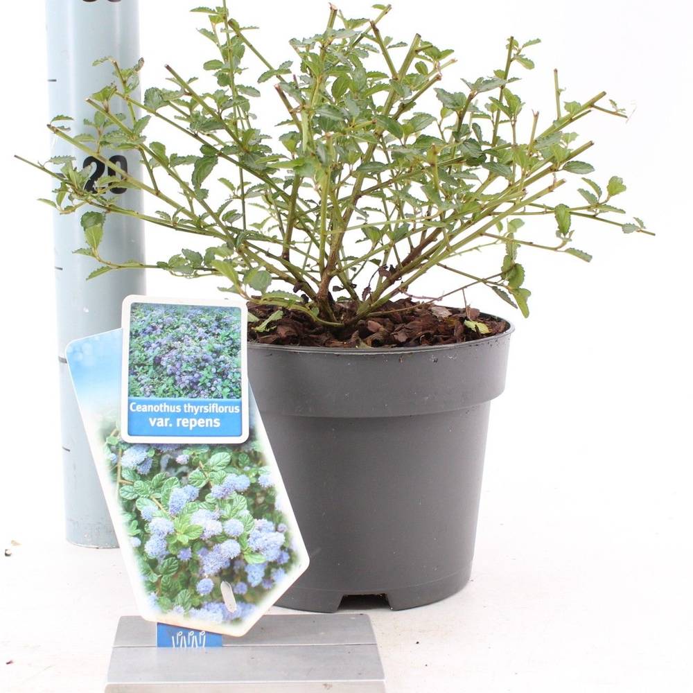 Ceanothus Thyr. Repens blau T17 H30