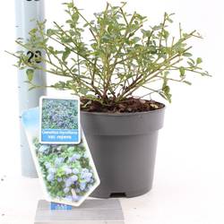 Ceanothus Thyr. Repens blau T17 H30