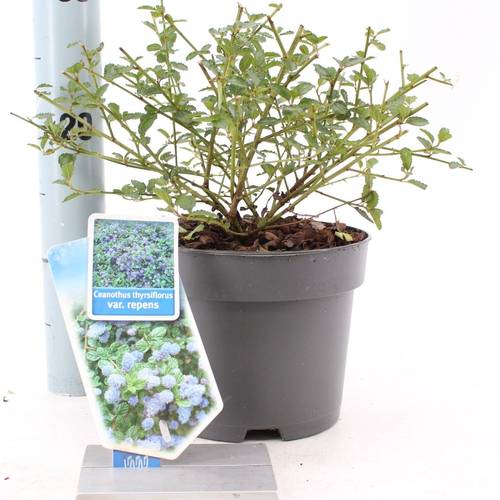 Ceanothus Thyr. Repens blau T17 H30