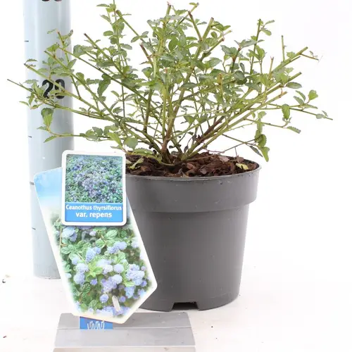 Ceanothus Thyr. Repens blau T17 H30