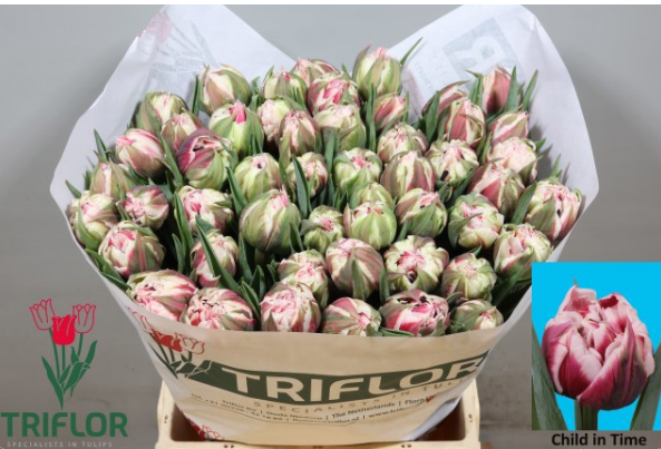 Tulpe lila/creme doppel Chill time 54 Gramm