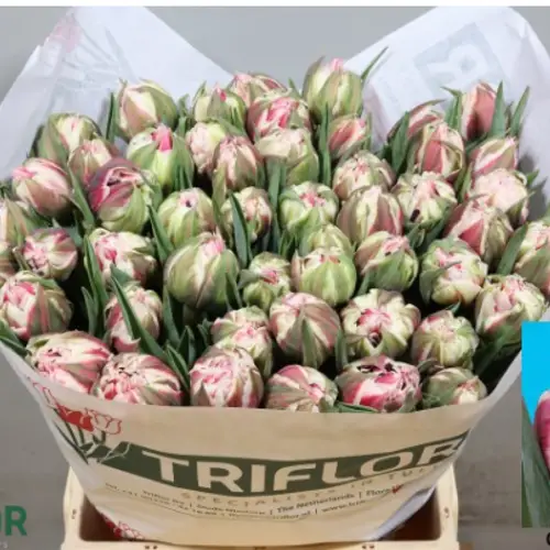 Tulpe lila/creme doppel Chill time 54 Gramm