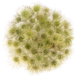 Pulsatilla grün 35cm