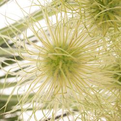 Pulsatilla grün 35cm