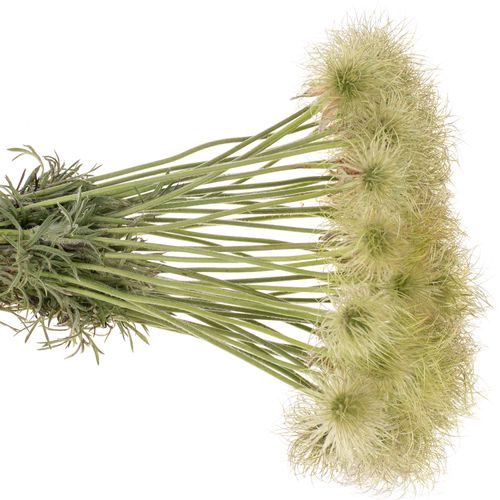 Pulsatilla grün 35cm