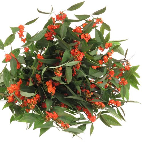 Euphorbia orange Tros Kamm Blüte 15cm 80cm