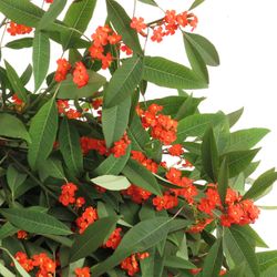 Euphorbia orange Tros Kamm Blüte 15cm 80cm