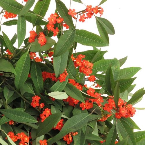 Euphorbia orange Tros Kamm Blüte 15cm 80cm