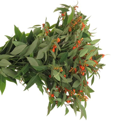 Euphorbia orange Tros Kamm Blüte 15cm 80cm