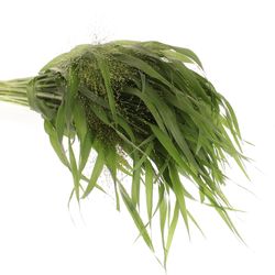 Ziergras grün Panicum 60cm