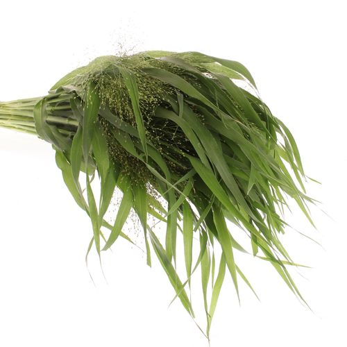 Ziergras grün Panicum 60cm