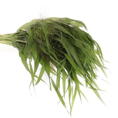 Ziergras grün Panicum 60cm