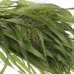 Ziergras grün Panicum 60cm