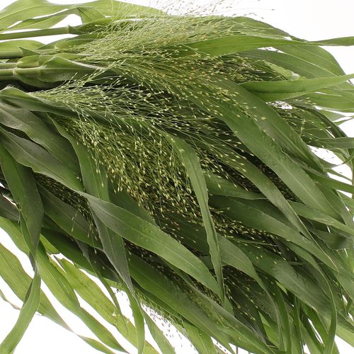 Ziergras grün Panicum 60cm