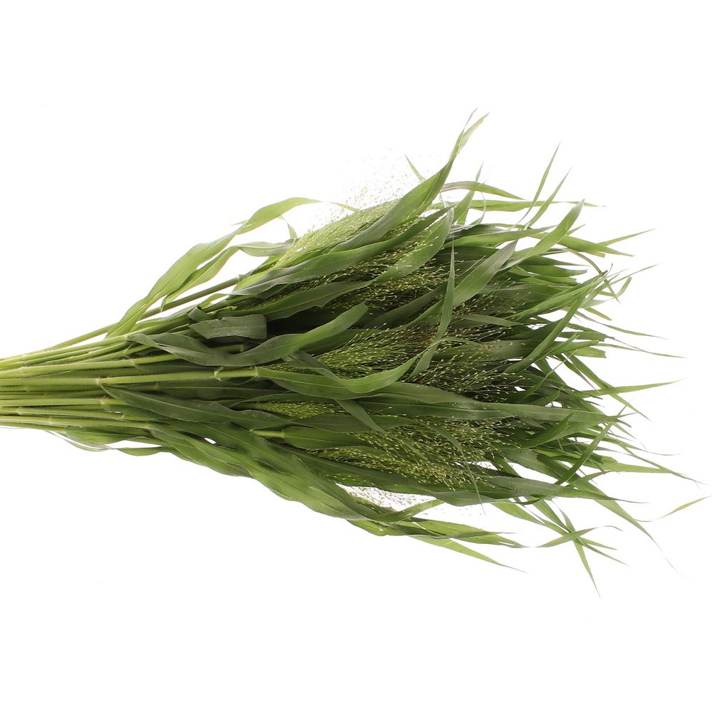 Ziergras grün Panicum 60cm