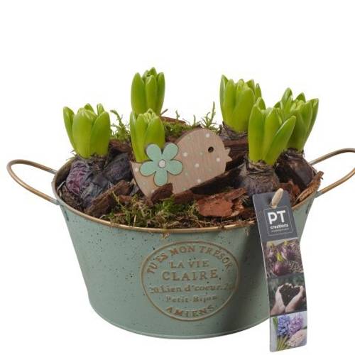 Hyazinthe.Arr PTHC9125 T20 H019