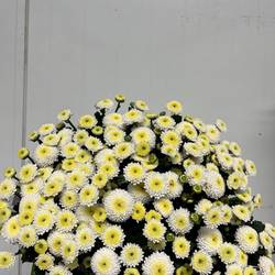 Santini weiss neu Landscheiding 1100 Gramm 55cm