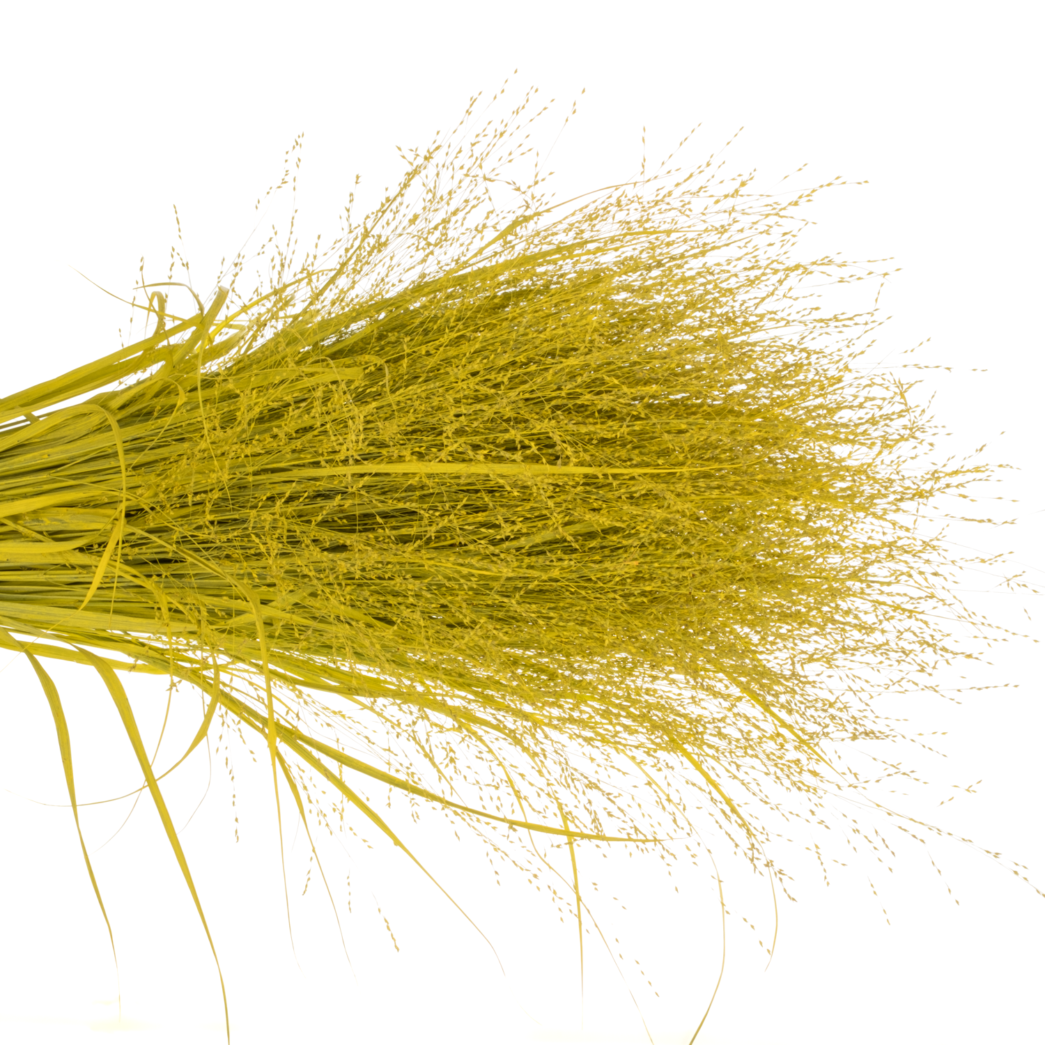 Ziergras gefärbt gelb 80cm