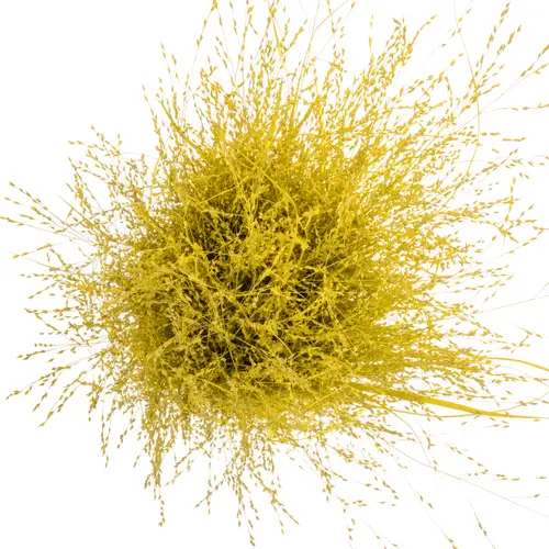 Ziergras gefärbt gelb 80cm