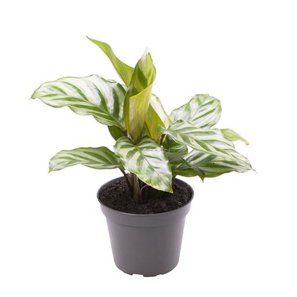 Calathea Freddie T06 H15