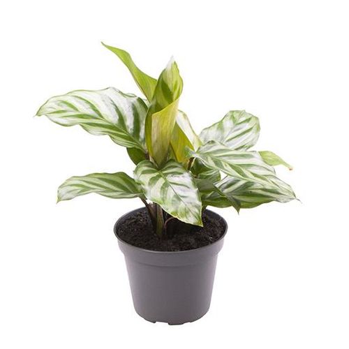 Calathea Freddie T06 H15