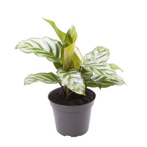Calathea Freddie T06 H15