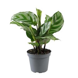 Calathea Freddie T06 H15