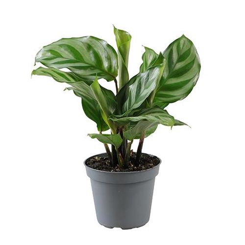 Calathea Freddie T06 H15