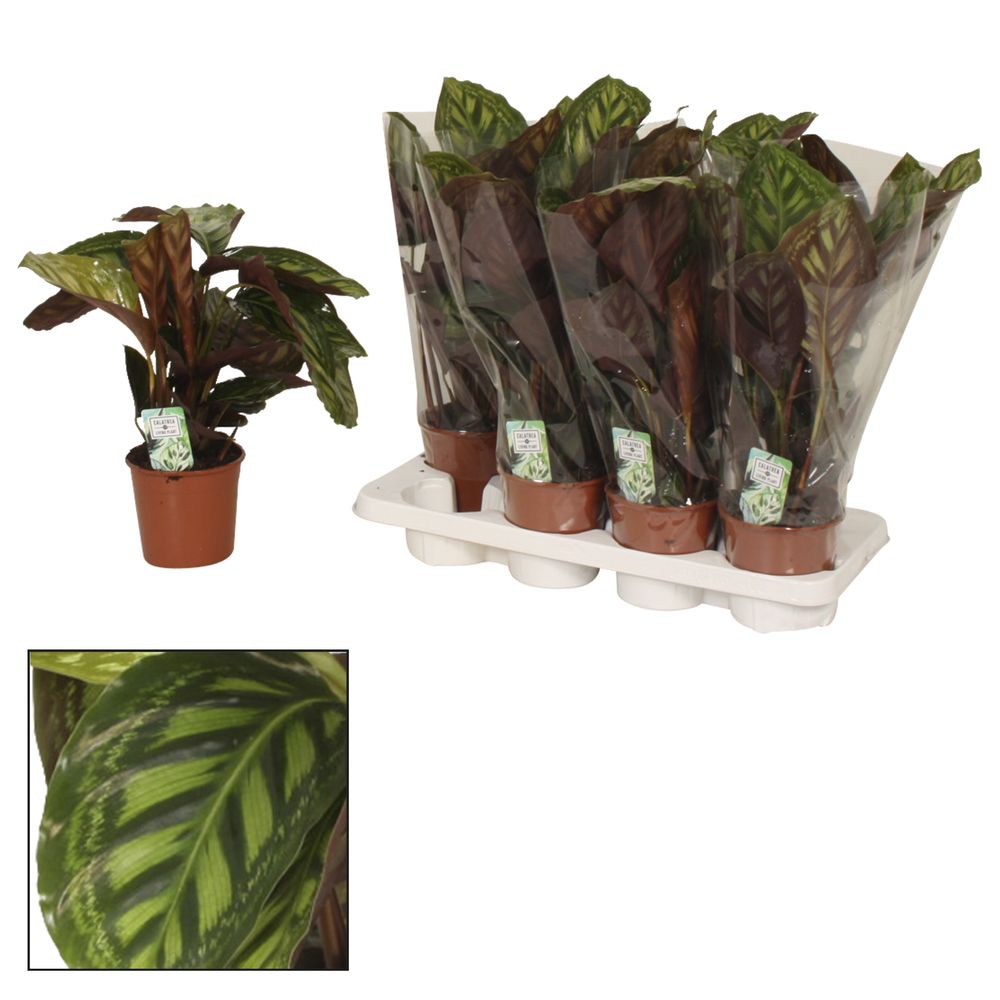 Calathea Flamestar T14 H40