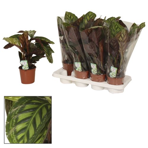 Calathea Flamestar T14 H40
