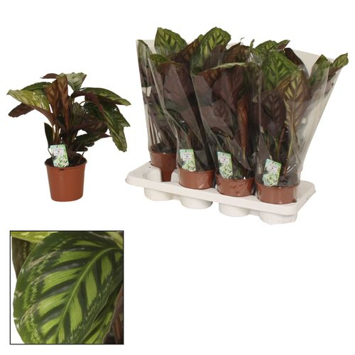 Calathea Flamestar T14 H40