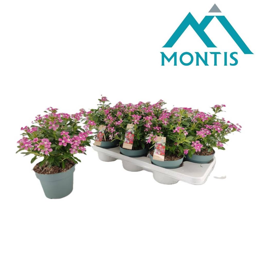Catharanthus rosa Soiree T14 H017