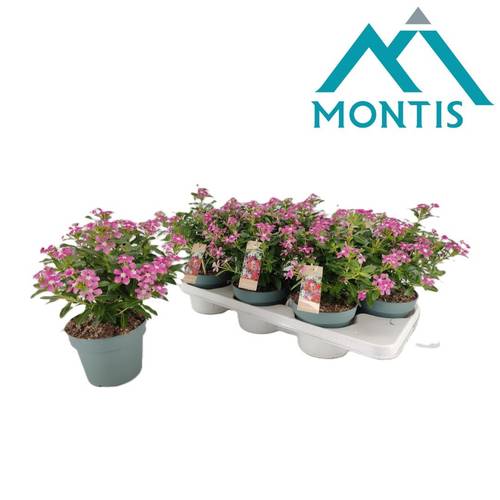 Catharanthus rosa Soiree T14 H017