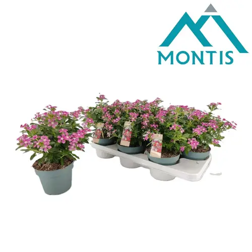 Catharanthus rosa Soiree T14 H017