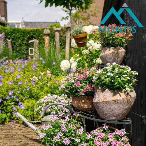 Catharanthus rosa Soiree T14 H017