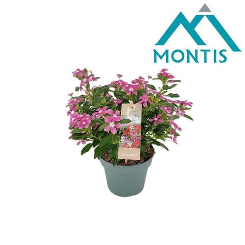 Catharanthus rosa Soiree T14 H017